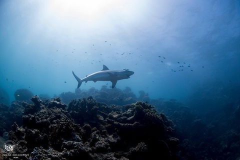 Whale Shark Adventure Tour - Accommodation Sydney 6