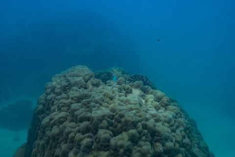 Ningaloo Immersion Private Charter - Accommodation Sydney 4