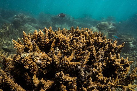 Ningaloo Immersion Private Charter - Accommodation Sydney 6