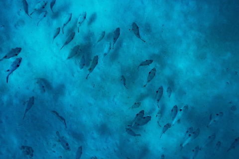 Ningaloo Immersion Private Charter - Accommodation Sydney 2