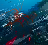 Rottnest Island Deep Dive Day Trips - Accommodation Sydney