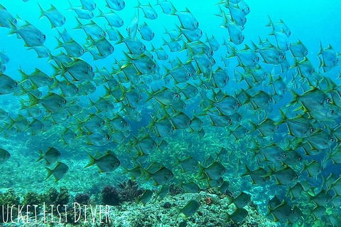 Single Boat Dive - Accommodation Sydney 3