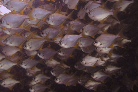 Single Boat Dive - Accommodation Sydney 4