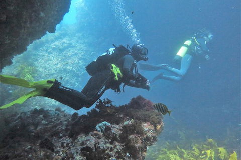 Single Boat Dive - Accommodation Sydney 2