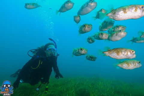 Single Boat Dive - Accommodation Sydney 5