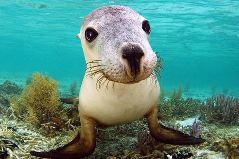 Abrolhos Islands 5 Day Tours - Sydney 4u 6