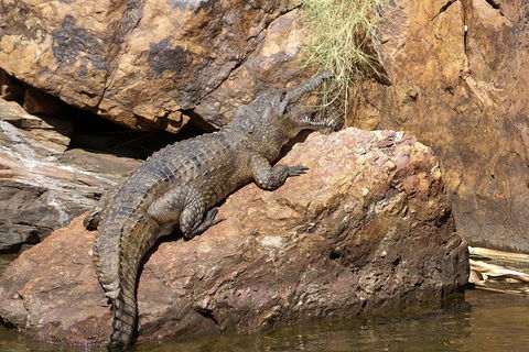 Ord River Experience With Riverside Lunch - Accommodation Sydney 2