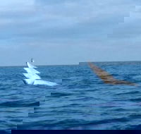 Whale Watching boat tour in Geraldton - Sydney 4u
