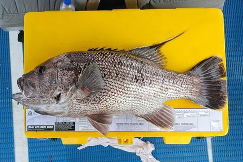 Abrolhos Islands Fishing Charter - Sydney 4u 2