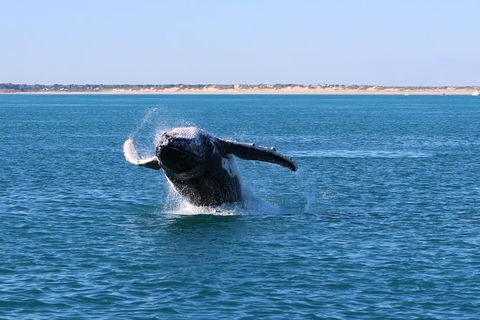 AOC Broome Whale Watching - Sydney 4u 3