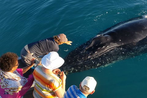 AOC Broome Whale Watching - Sydney 4u 0