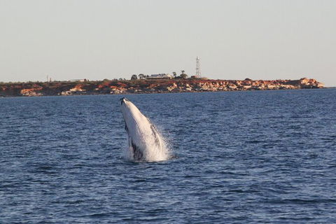 AOC Broome Whale Watching - Sydney 4u 2