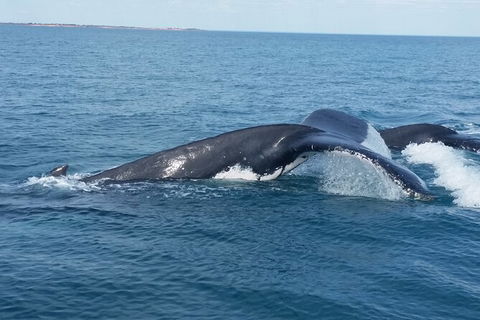 AOC Broome Whale Watching - Sydney 4u 1