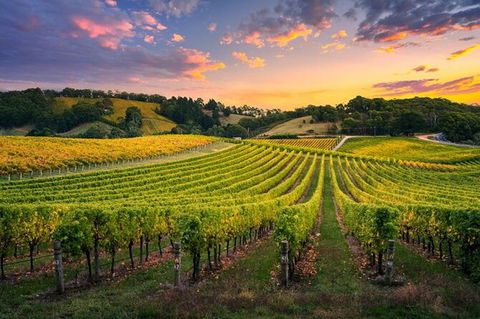 Swan Valley Sunset Wine Tour - Premium Small Group Tour - Accommodation Sydney 0