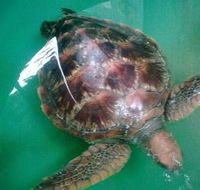 Australian Seabird Rescue - Accommodation Sydney