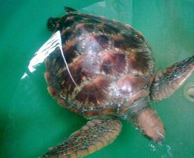 Australian Seabird Rescue - Accommodation Sydney 0