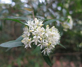 Boolijah NSW Accommodation Sydney