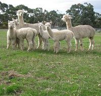 Blackgate Lodge Alpaca Stud - Accommodation Sydney