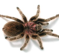 Melbourne Museum - Sydney Resort