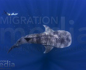 Coral Bay WA Sydney 4u