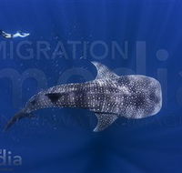 Migration Media - Sydney 4u
