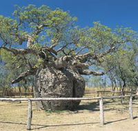 Boab Prison Tree - Accommodation Sydney