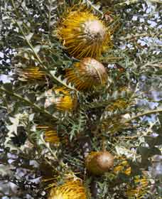 Boundain WA Accommodation Sydney