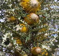 Woylie Walk Dryandra Woodland - Sydney 4u