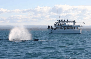 Dolphin Watch Cruises - Accommodation Sydney