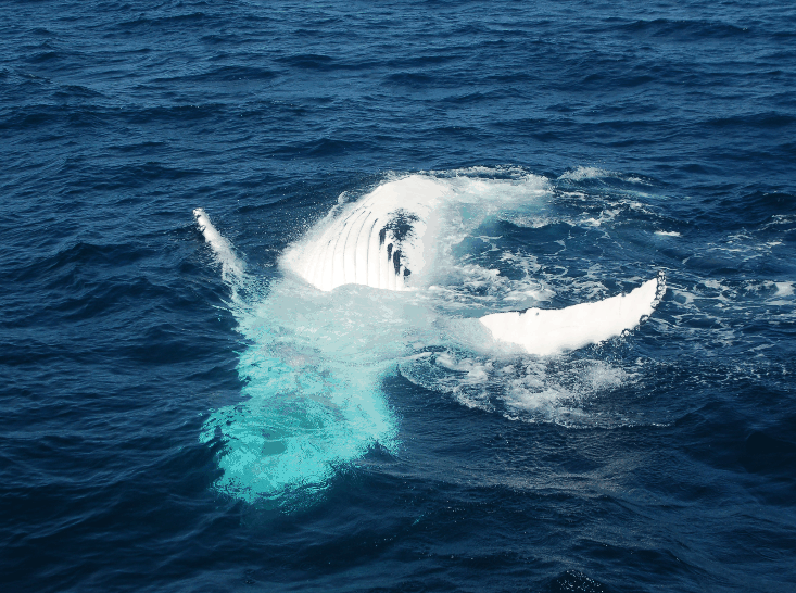 Dolphin Wild Cruises - Accommodation Sydney