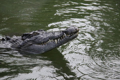 Daintree River Cruise Centre - Sydney 4u 1