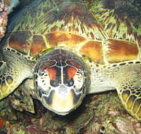 Adrenalin Snorkel and Dive - Accommodation Sydney