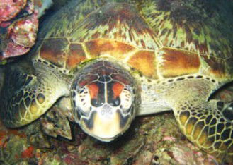 Adrenalin Snorkel And Dive - Accommodation Sydney 0