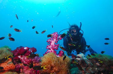 Adrenalin Snorkel And Dive - Accommodation Sydney 3