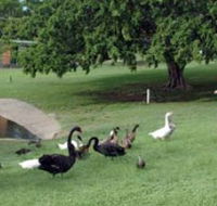 Anzac Park and Ululah Lagoon - Accommodation Sydney
