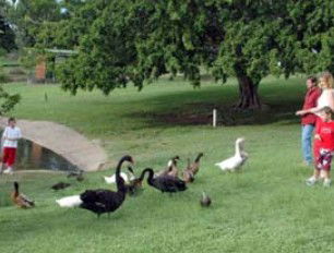 Anzac Park And Ululah Lagoon - Accommodation Sydney 0
