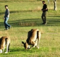 Araucaria Ecotours - Accommodation Sydney