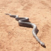 Araucaria Ecotours - Sydney Resort 3