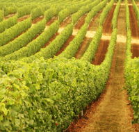 Wignalls Winery - Sydney 4u