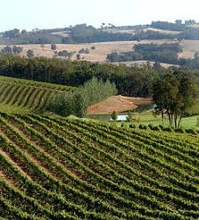 Brookhampton Estate Vineyard - Accommodation Sydney 1