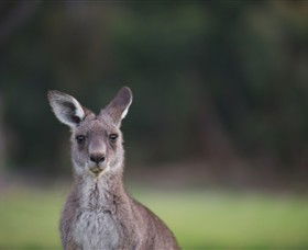 Anglesea Golf Club - Accommodation Sydney 6