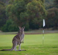 Anglesea Golf Club - Sydney 4u