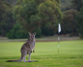 Anglesea Golf Club - Accommodation Sydney 0