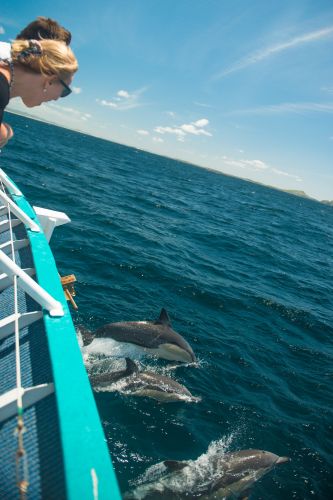 Moonshadow–TQC Cruises - Accommodation Sydney 3