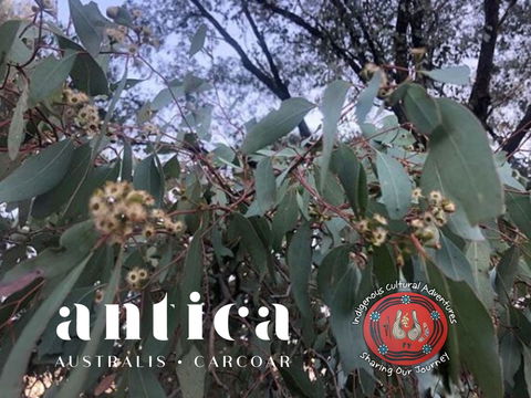 Antica Australis - Winter Fire Festival - Accommodation Sydney 0