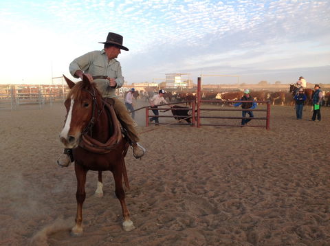 Birdsville Campdraft,  Rodeo And Bronco Branding - Accommodation Sydney 1
