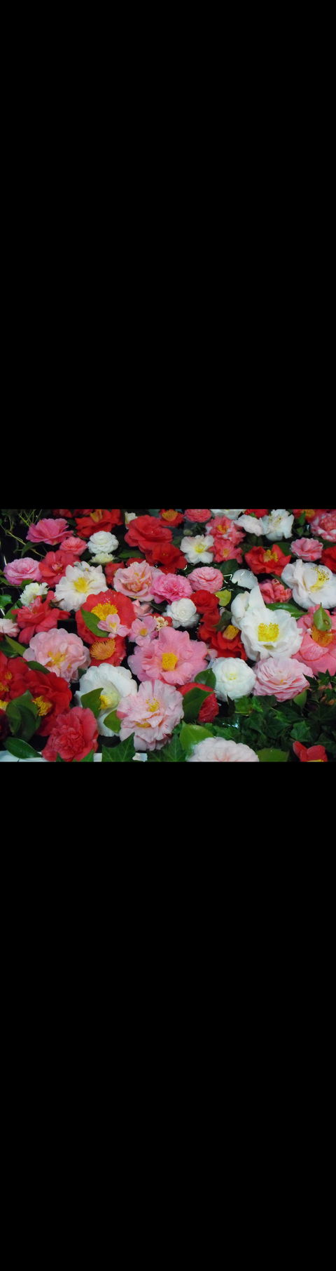 Camellia's Australia National Camellia Show - Accommodation Sydney 0