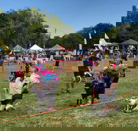 Dogs in the Park Orange - Accommodation Sydney