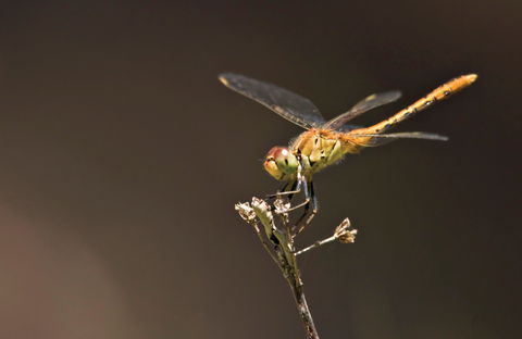 Dragonfly Discovery - Accommodation Sydney 0