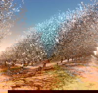 Mallee Almond Blossom Festival - Accommodation Sydney